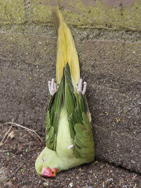 Ringneck Parakeet