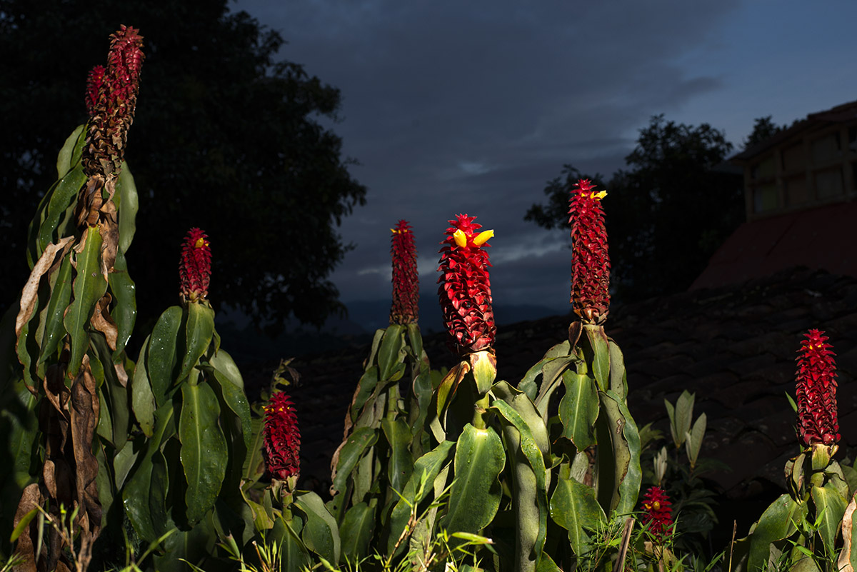 Untitled from the series ‘Biophilia’ [mounted on aluminium] #01