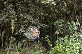 Image for Untitled from the series ‘Biophilia’ [mounted on aluminium] #02