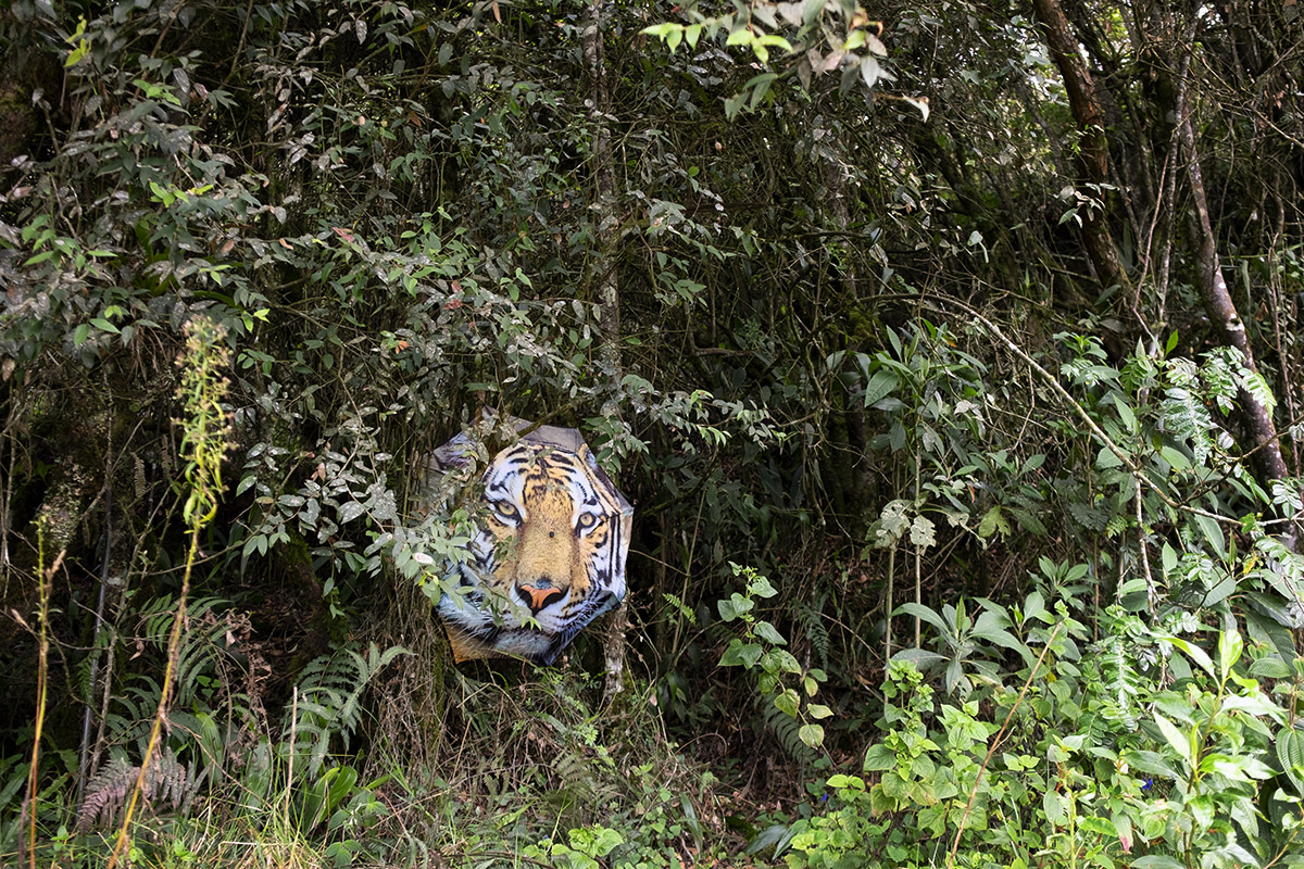 Untitled from the series 'Biophilia' [mounted on aluminium] #02