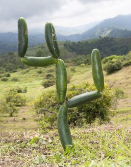 Image for Untitled from the series ‘Biophilia’