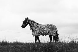 Image for Horse dressed as a Zebra